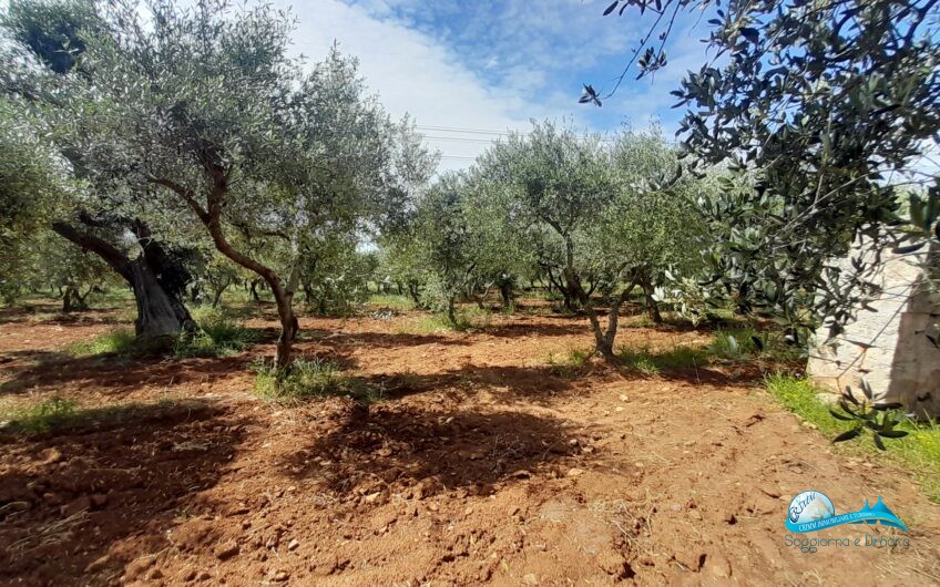 Trullo e lamia con terreno circostante Francavilla Fontana