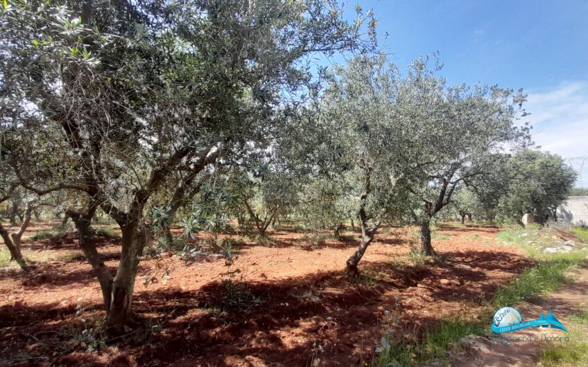 Trullo e lamia con terreno circostante Francavilla Fontana