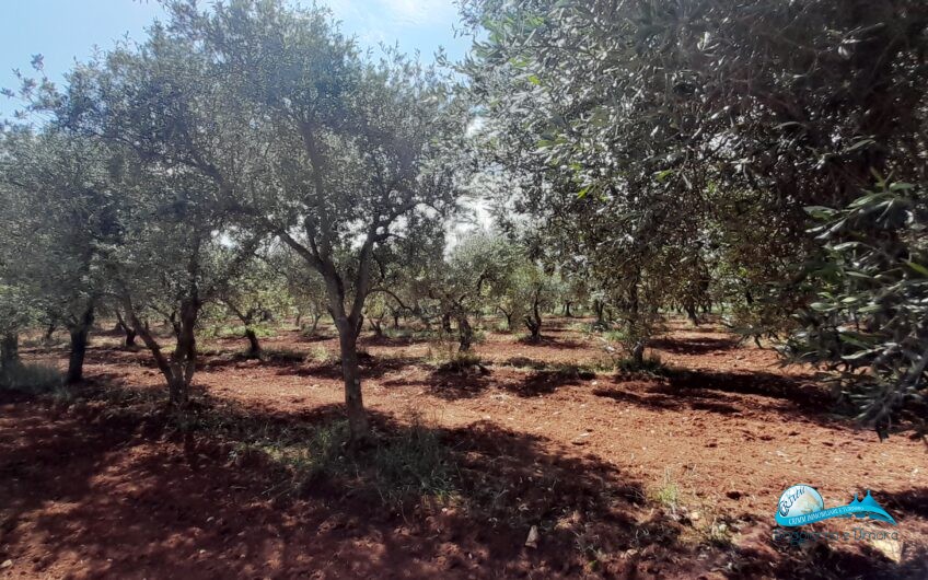 Trullo e lamia con terreno circostante Francavilla Fontana