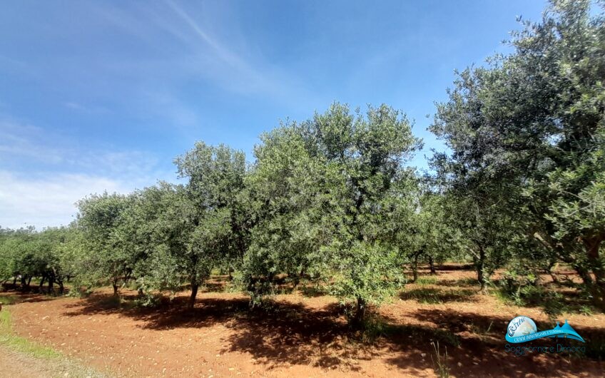 Trullo e lamia con terreno circostante Francavilla Fontana